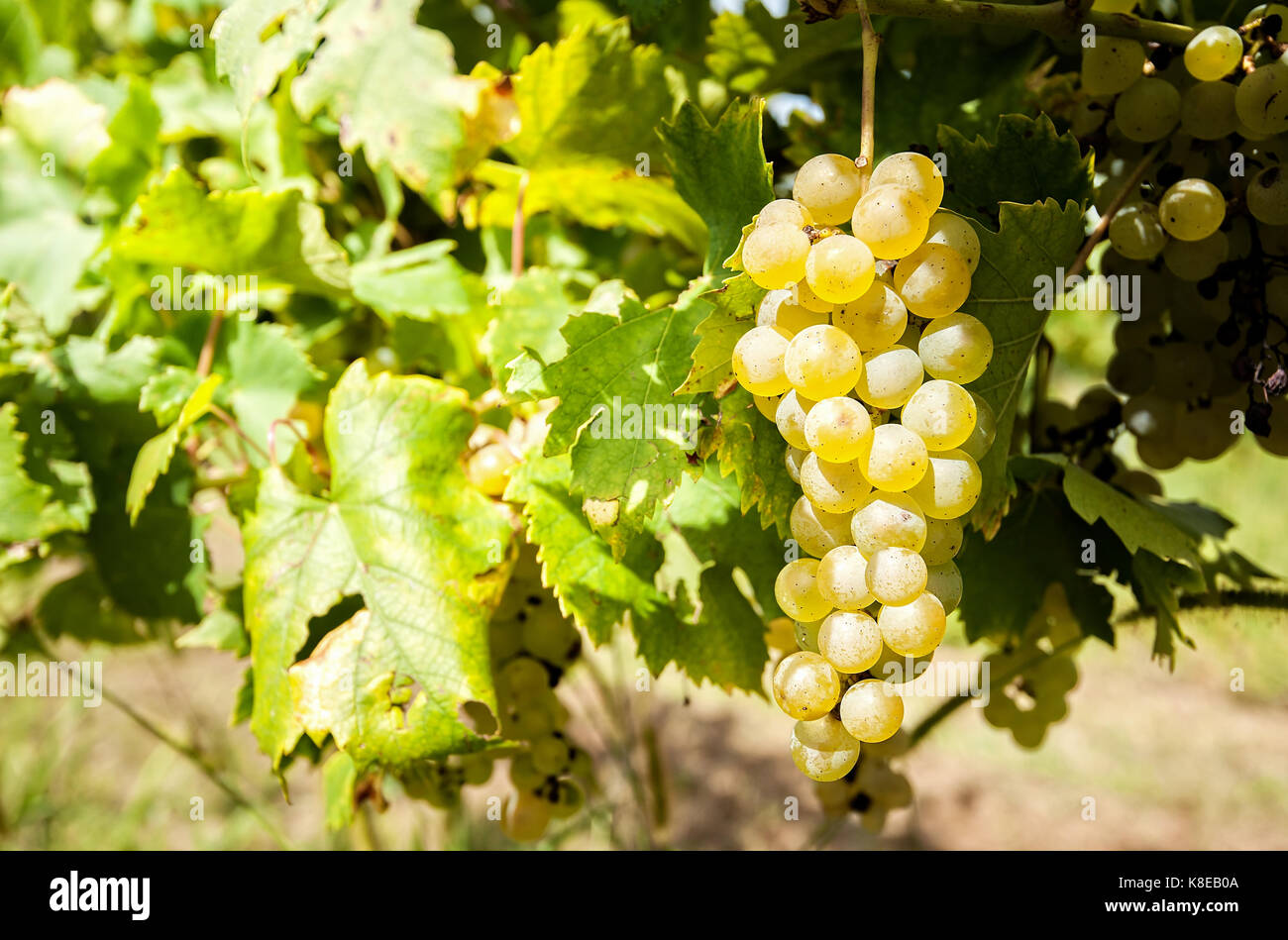 Raisins blancs sur la vigne prêtes pour la récolte. Banque D'Images