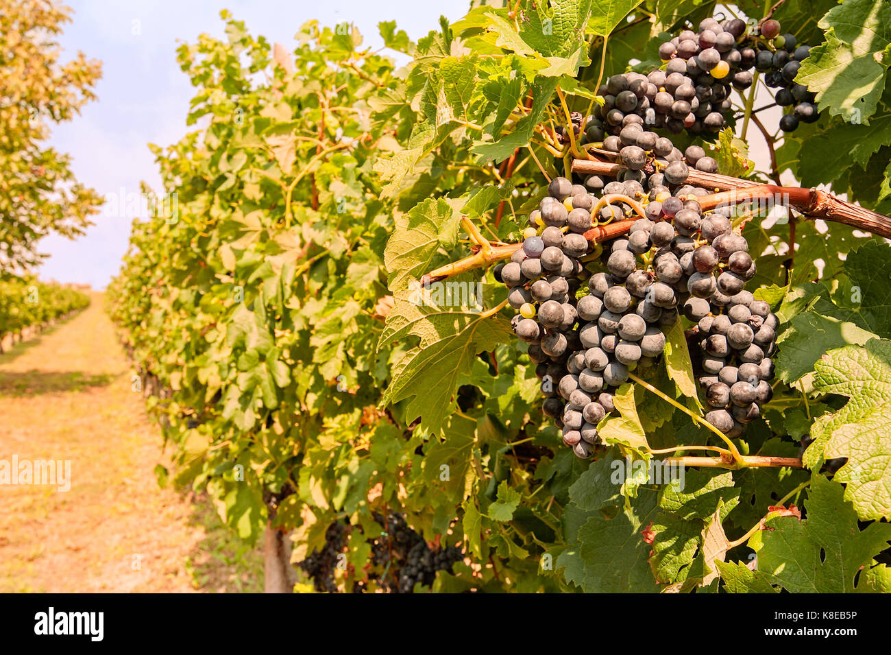 Grappes de raisin dans la vigne vendanges au coucher du soleil. Banque D'Images