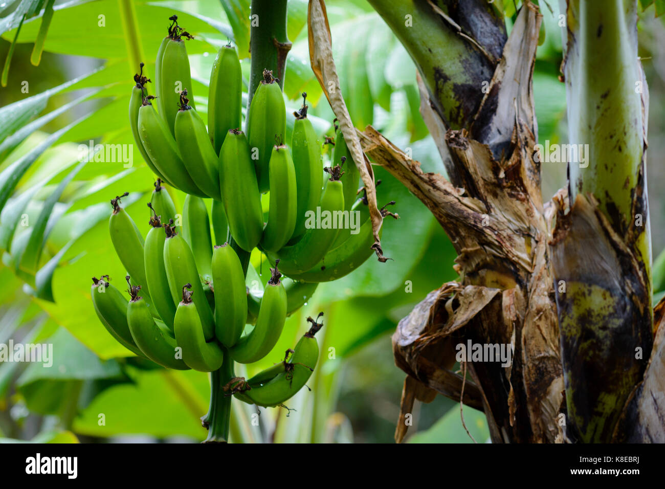 Close up of green banana sur bananier Banque D'Images