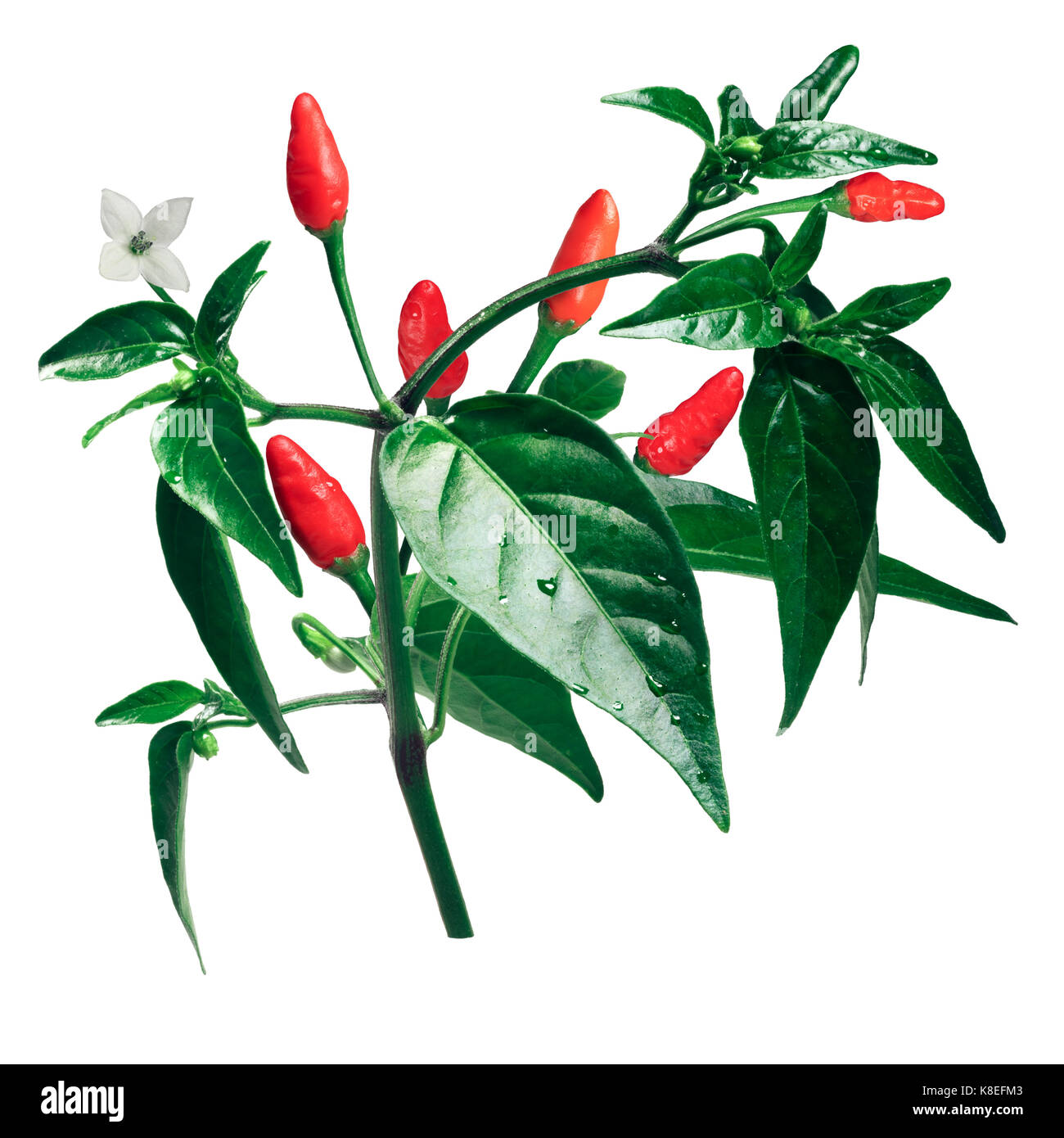 Pequin ou piment piquin, plante aux fruits (Capsicum annuum var. glabriusculum). chemin de détourage Banque D'Images
