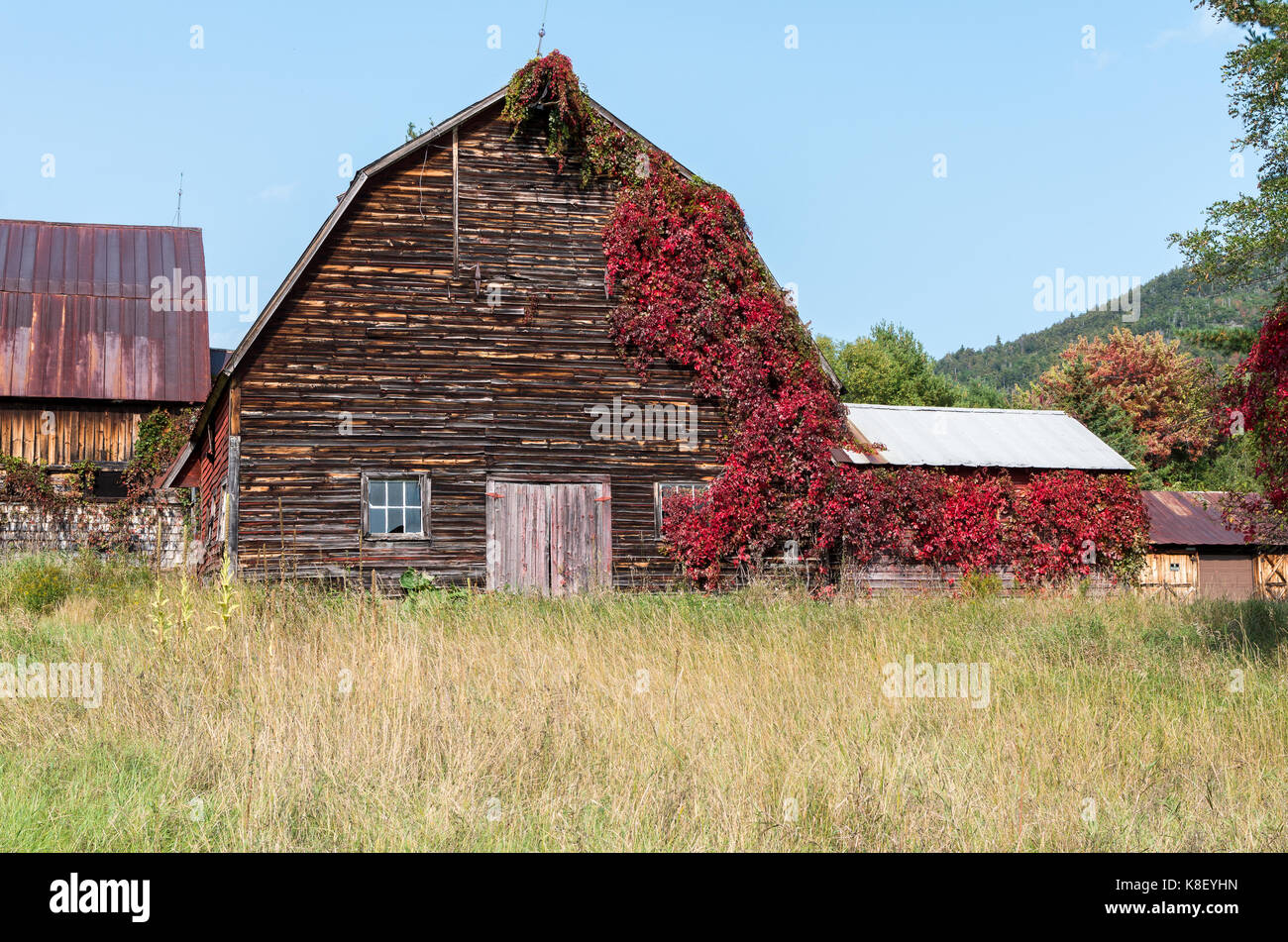 Old weathered barn rustique avec des vignes rouges en grandissant il à Wilmington NY Banque D'Images