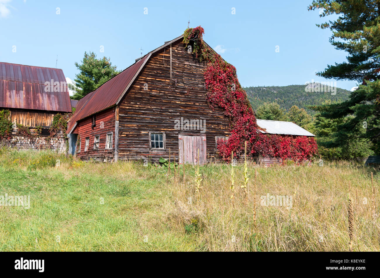 Old weathered barn rustique avec des vignes rouges en grandissant il à Wilmington NY Banque D'Images