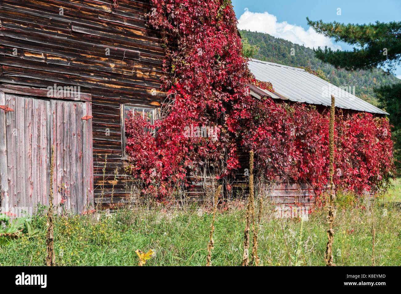 Old weathered barn rustique avec des vignes rouges en grandissant il à Wilmington NY Banque D'Images