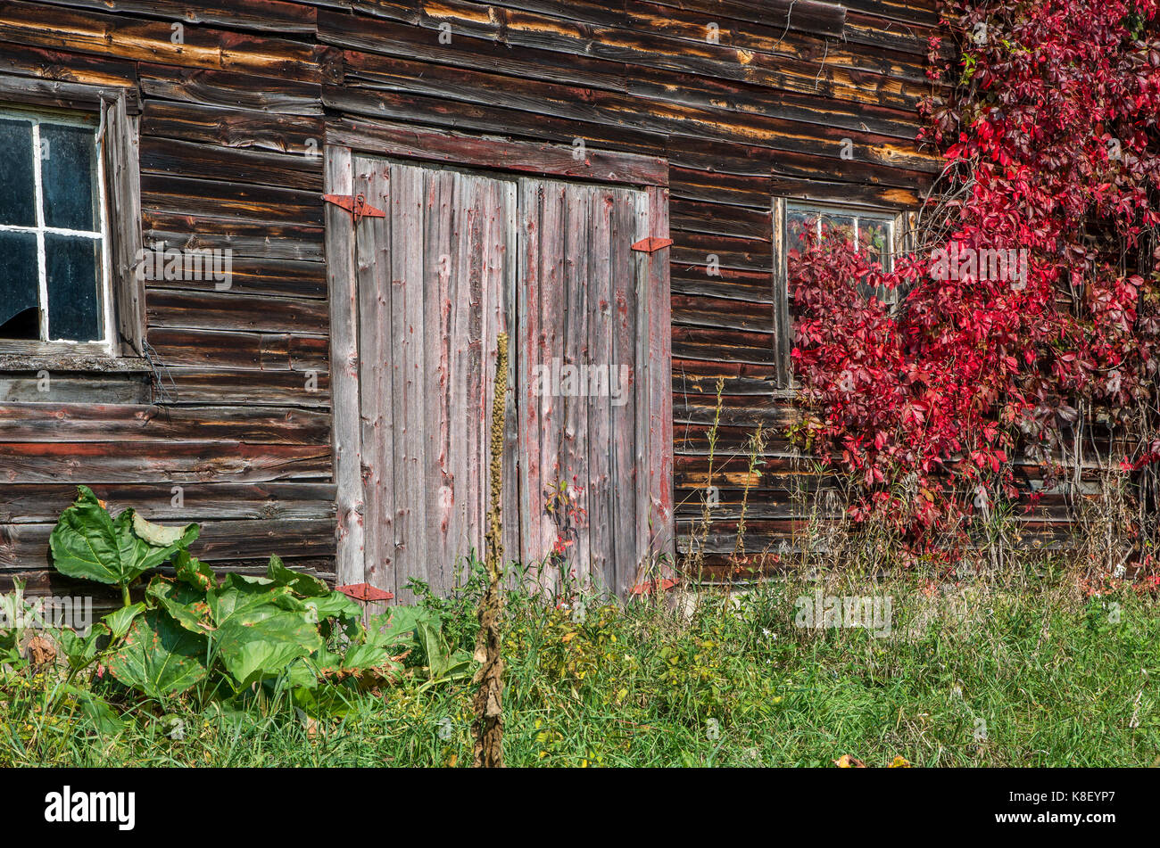 Old weathered barn rustique avec des vignes rouges en grandissant il à Wilmington NY Banque D'Images