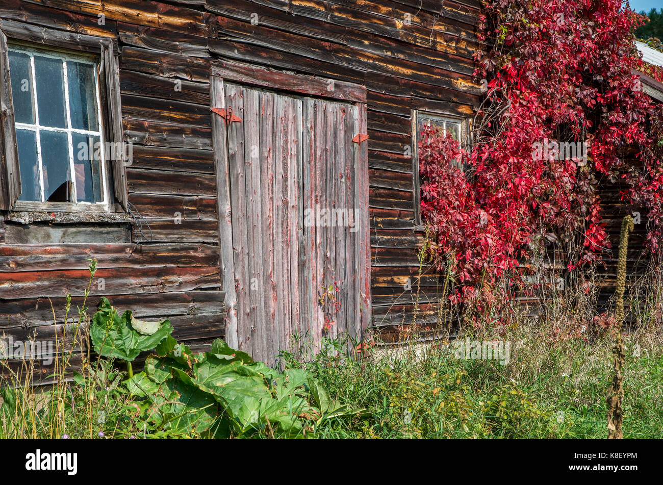 Old weathered barn rustique avec des vignes rouges en grandissant il à Wilmington NY Banque D'Images