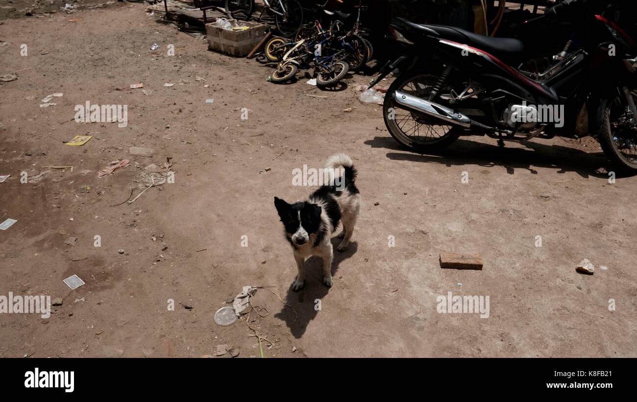 Petit chien d'animal de compagnie sur une route de terre près de la boutique de moto à Chhba Ampeou marché Phnom Penh Cambodge déchets sur terre Banque D'Images