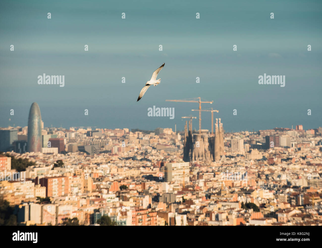Cityscape view avec flying gull et sagrada familia, Barcelone, Espagne Banque D'Images Cityscape view avec flying gull et sagrada familia, Barcelone, Espagne Banque D'Images