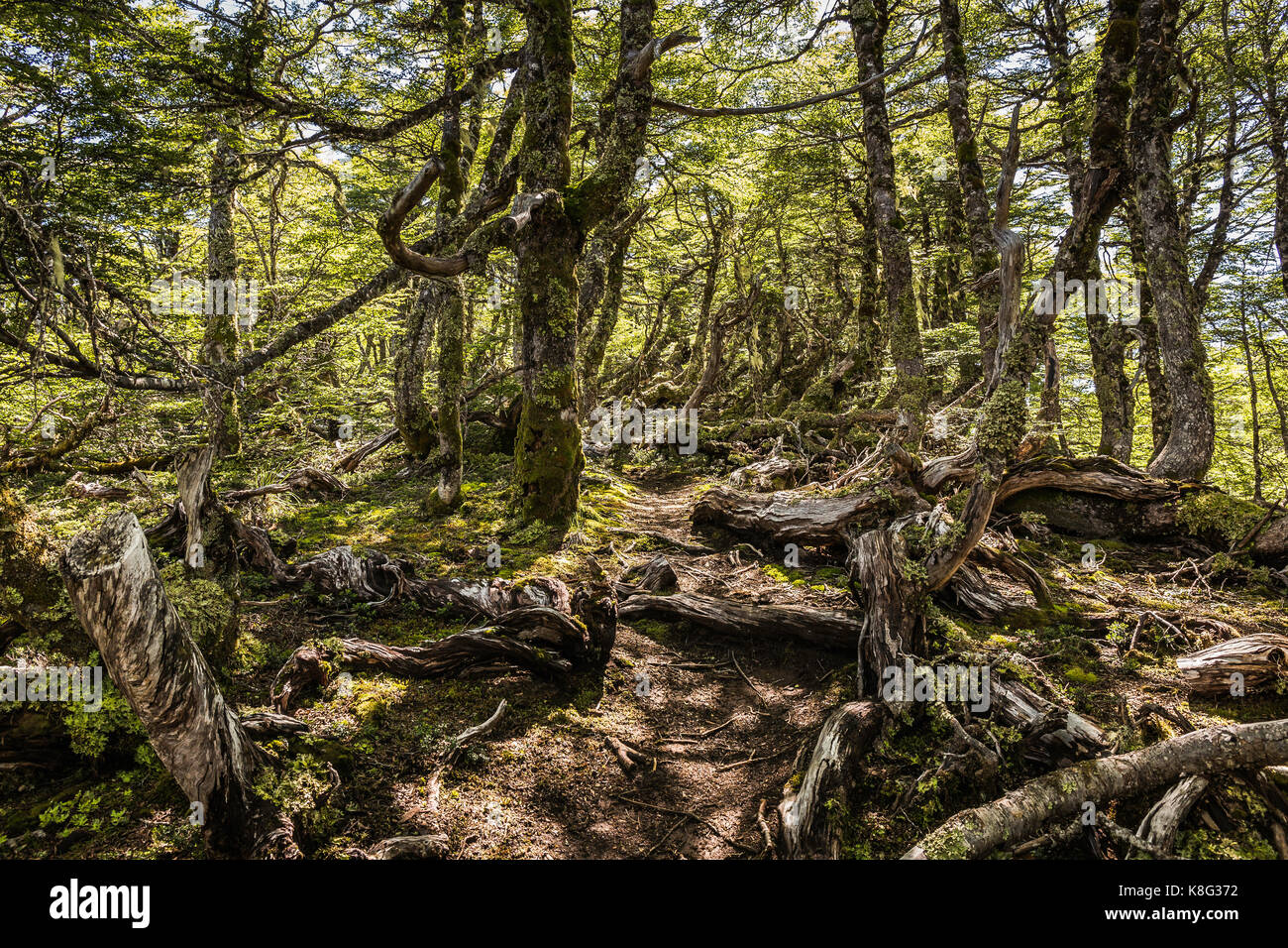 Les racines des arbres tordus en forêt, réserve nationale de coyhaique coyhaique, province, Chili Banque D'Images