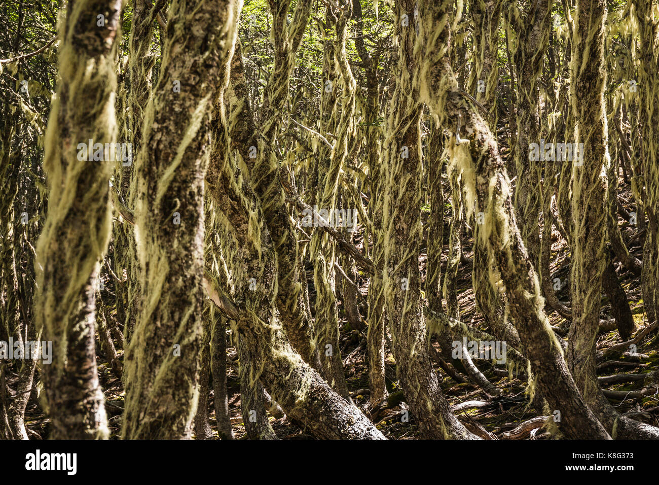 Lichen couvrant des troncs barbe en forêt, réserve nationale de coyhaique coyhaique, province, Chili Banque D'Images