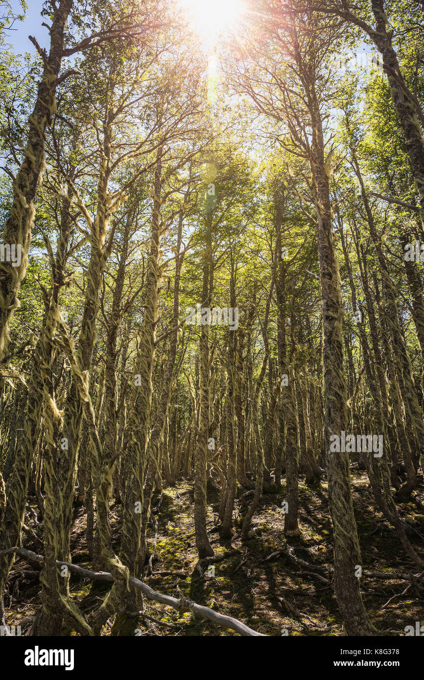 Lichen couvrant des troncs barbe in sunlit forêt, réserve nationale de coyhaique coyhaique, province, Chili Banque D'Images