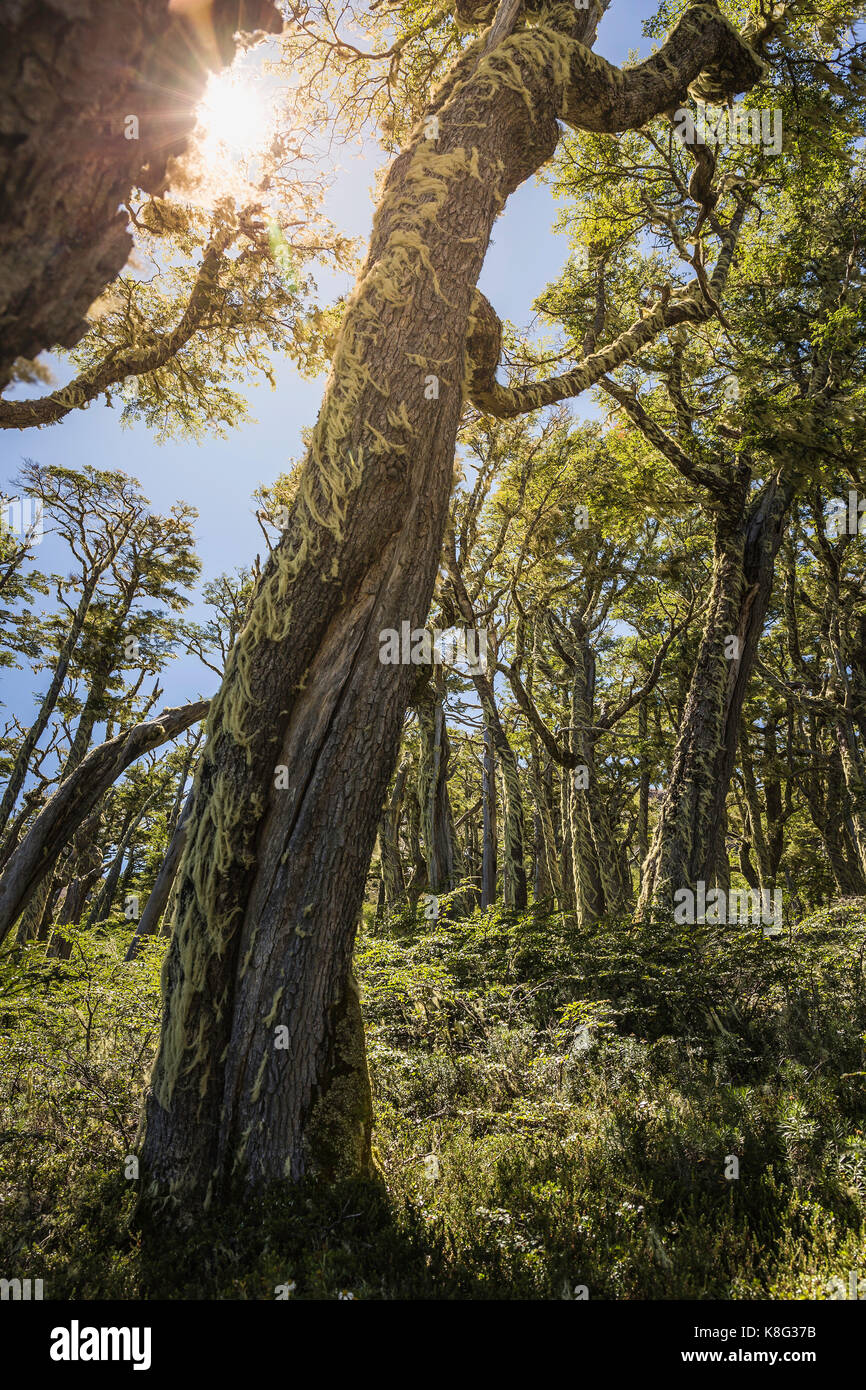 Lichen couvrant des troncs barbe in sunlit forêt, réserve nationale de coyhaique coyhaique, province, Chili Banque D'Images