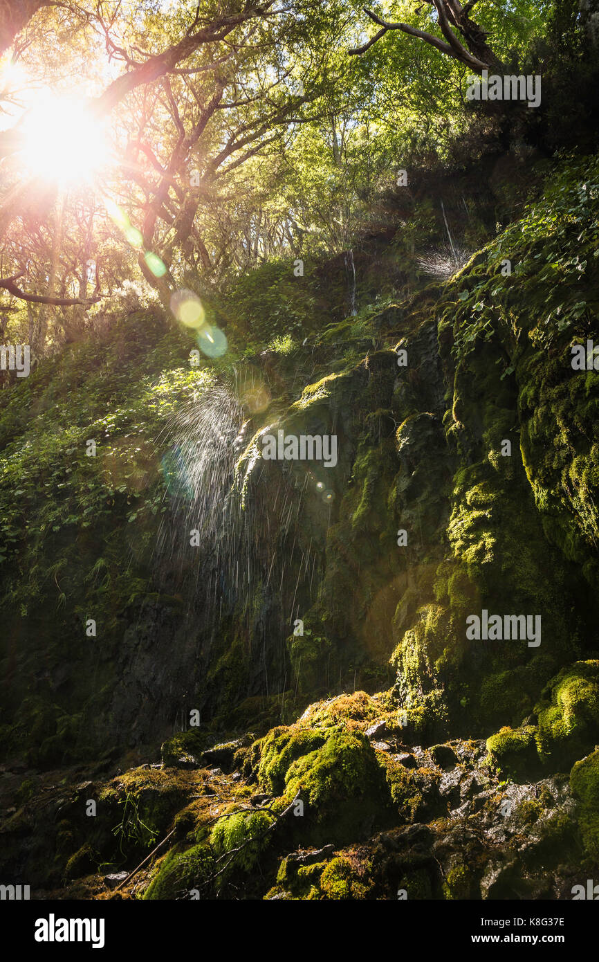 Chute d'éclaboussures sur la mousse en forêt ensoleillée, réserve nationale de coyhaique coyhaique, province, Chili Banque D'Images