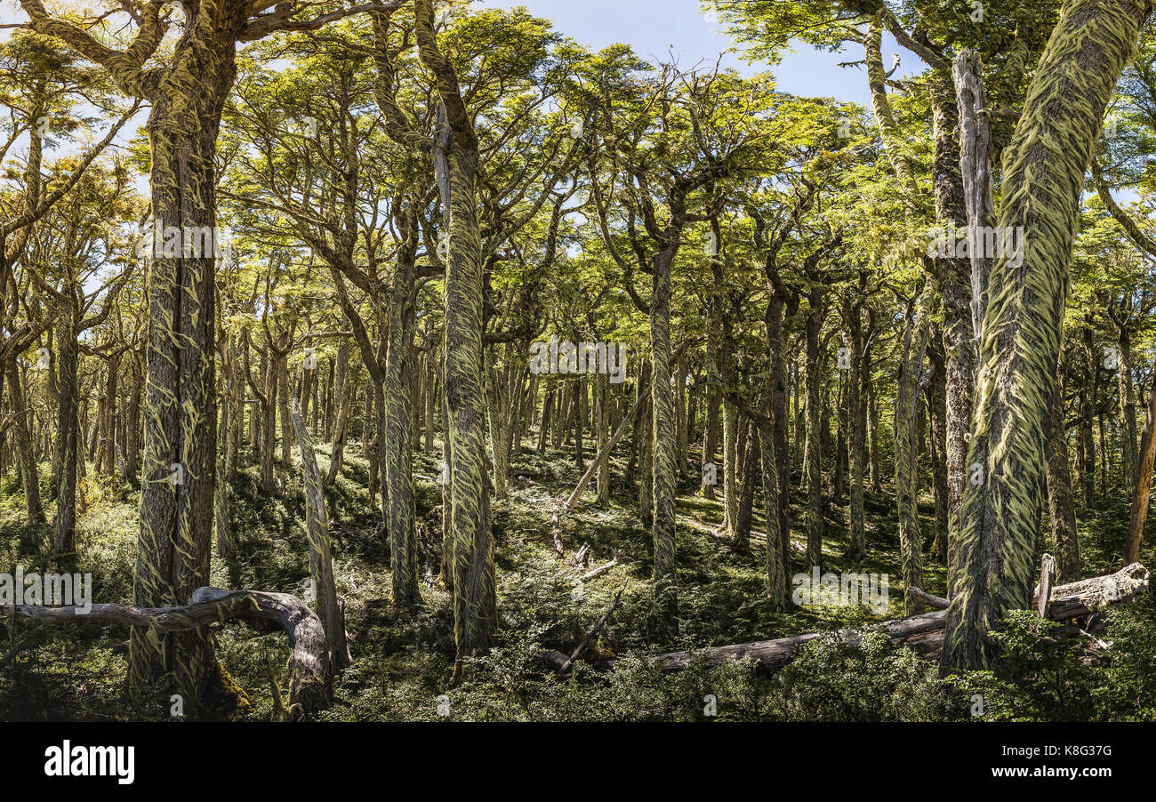 Lichen couvrant des troncs barbe en forêt, réserve nationale de coyhaique coyhaique, province, Chili Banque D'Images
