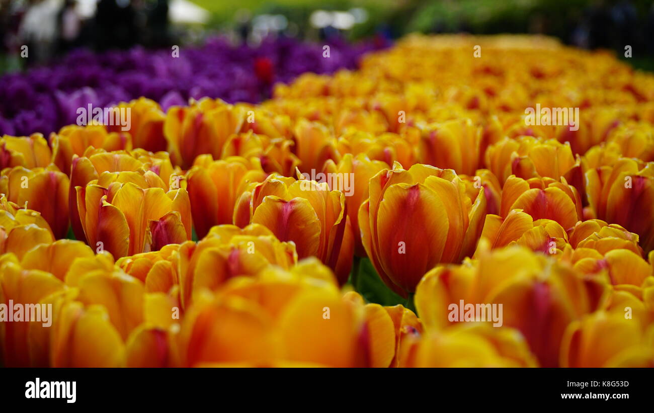 Tulipes orange et jaune dans un champ, selective focus Banque D'Images