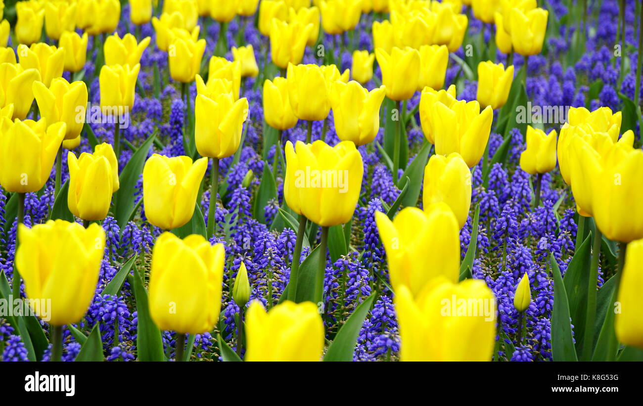 Tulipes violet et jaune dans un champ, selective focus Banque D'Images