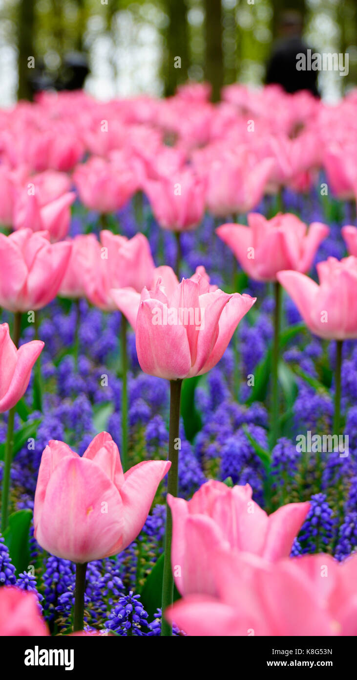 Tulipe, rose et violet dans l'arrière-plan, dans un champ. focus sélectif. mode portrait convient parfaitement aux écrans de smartphone. Banque D'Images