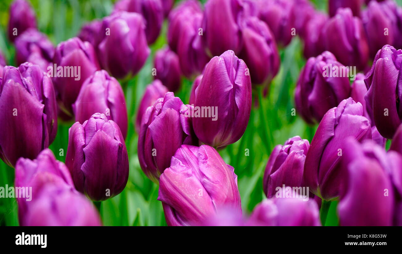 Tulipes dans un champ, pourpre, selective focus Banque D'Images