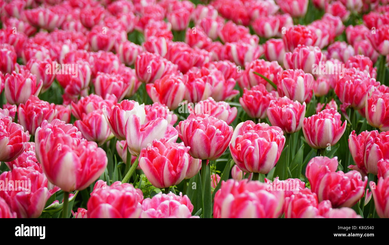 Tulipe, rose et blanc dans un champ. focus sélectif. Banque D'Images