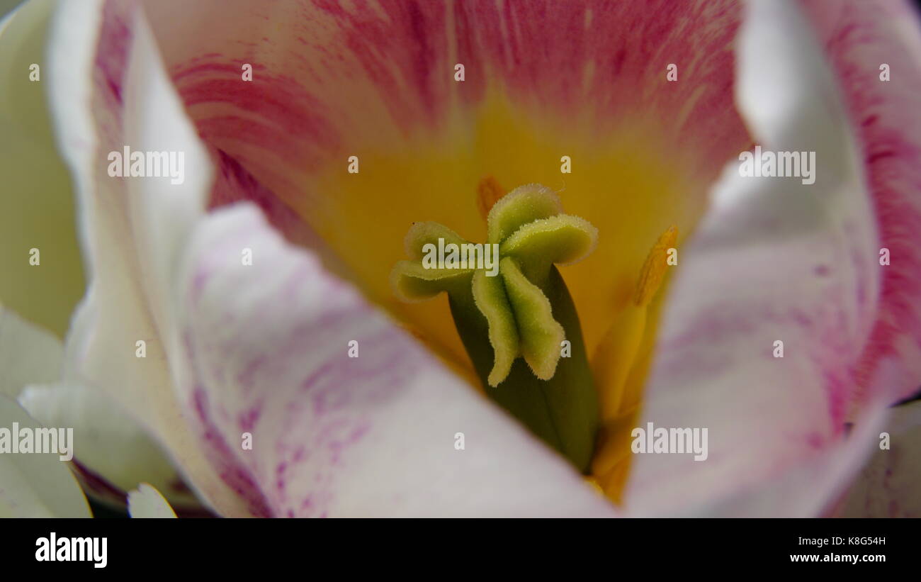 Tulipe, rose et blanc, avec des étamines jaunes, isolées. macro détail de l'étamine, selective focus. Banque D'Images