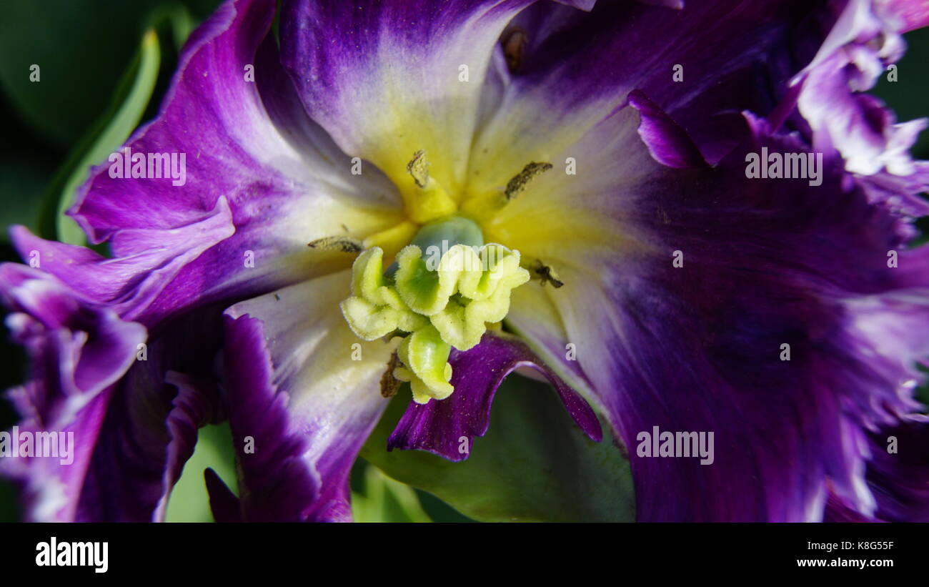 Tulip violet avec des étamines jaunes, macro. détail de l'étamine isolés dans un purple tulip. Banque D'Images