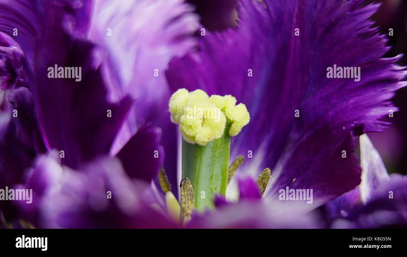 Tulip, violet, libre de l'étamine, macro détail isolé. de l'étamine dans une tulipe violette Banque D'Images