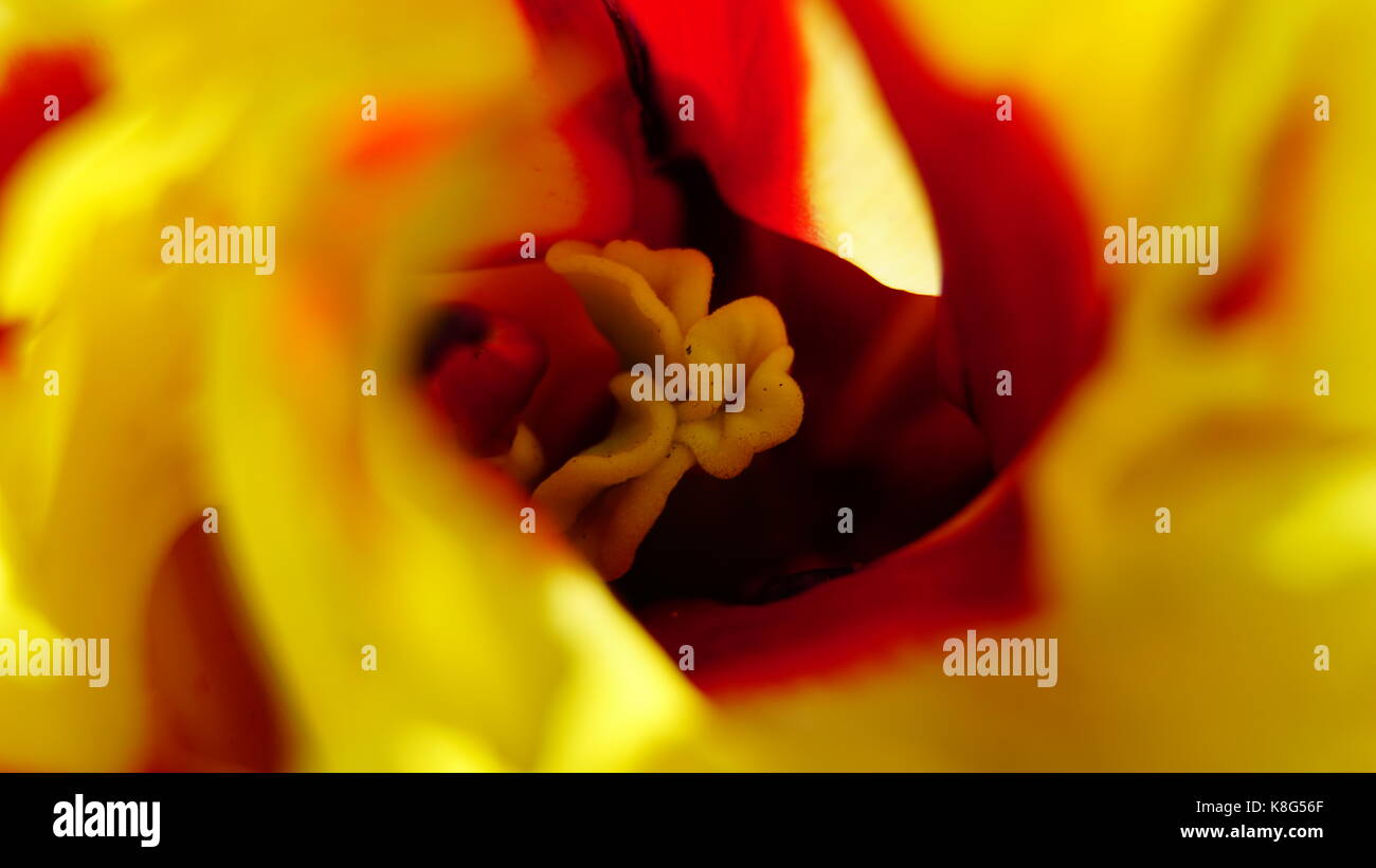 Tulip, jaune, libre de l'étamine, macro. selective focus sur l'étamine dans une tulipe jaune et rouge. Banque D'Images