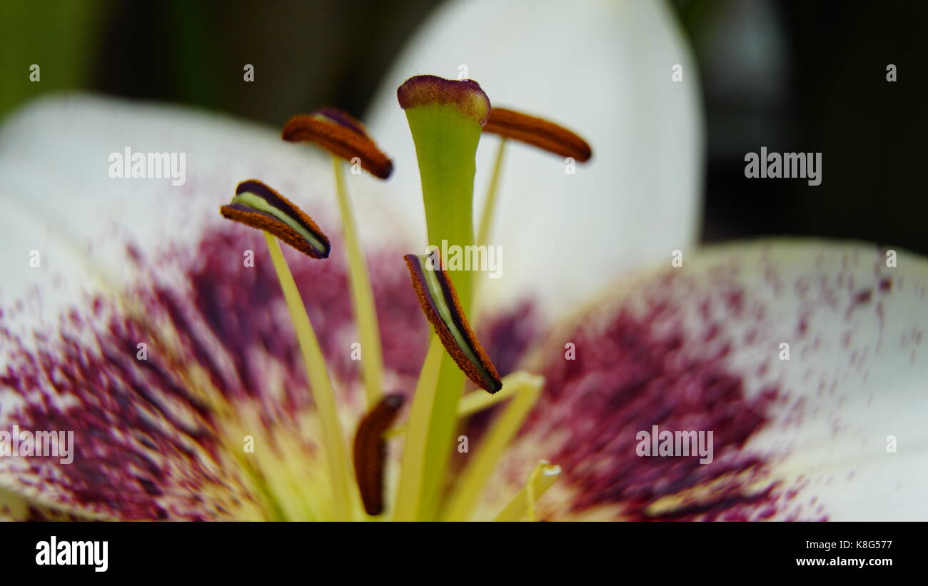 Tulip, libre de l'étamine, isolé de l'étamine. macro une tulipe blanche, selective focus Banque D'Images