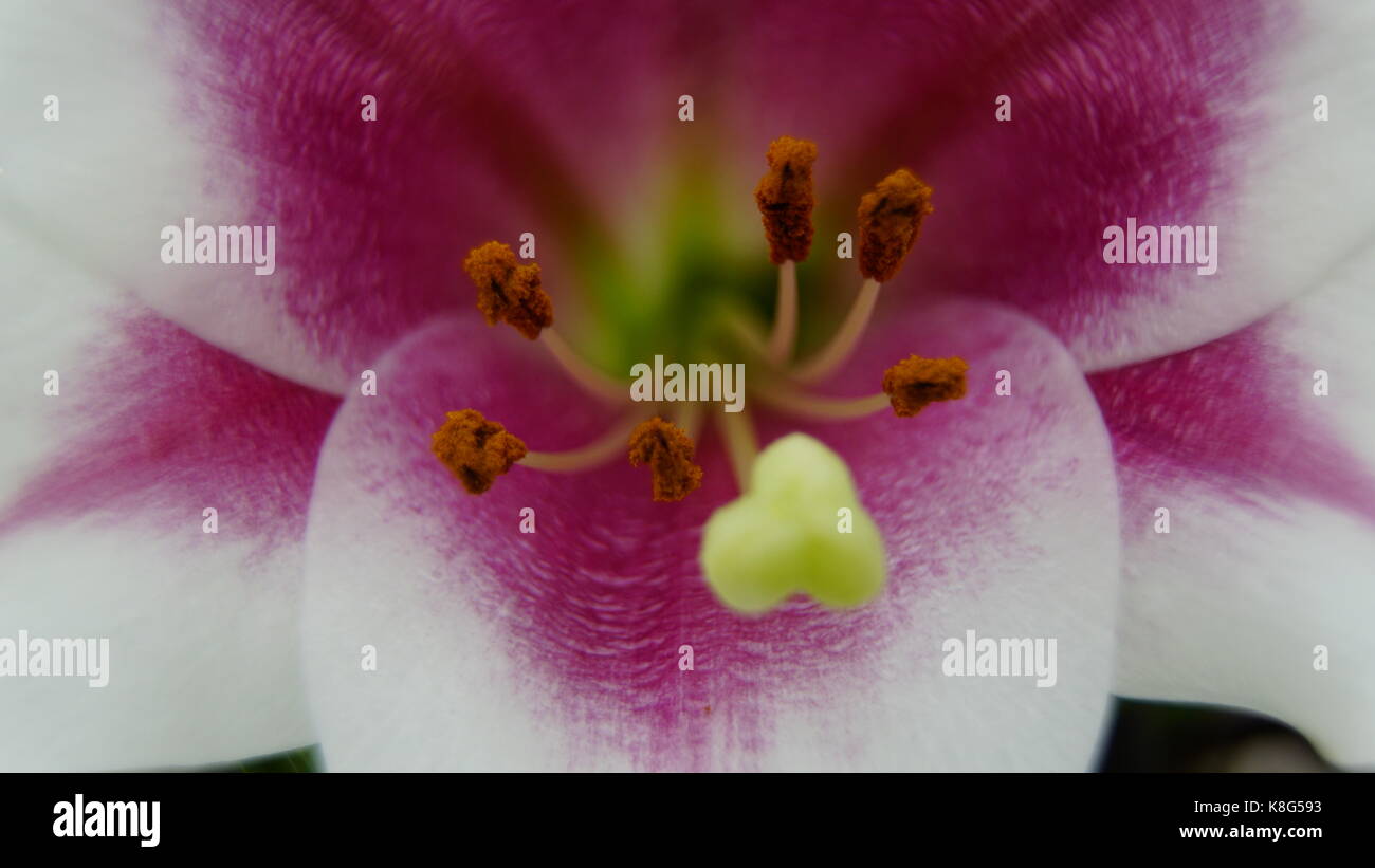 Tulipe, rose et blanc, avec des détails d'étamines et pollen, macro. mode paysage adaptée aux écrans de tablette Banque D'Images