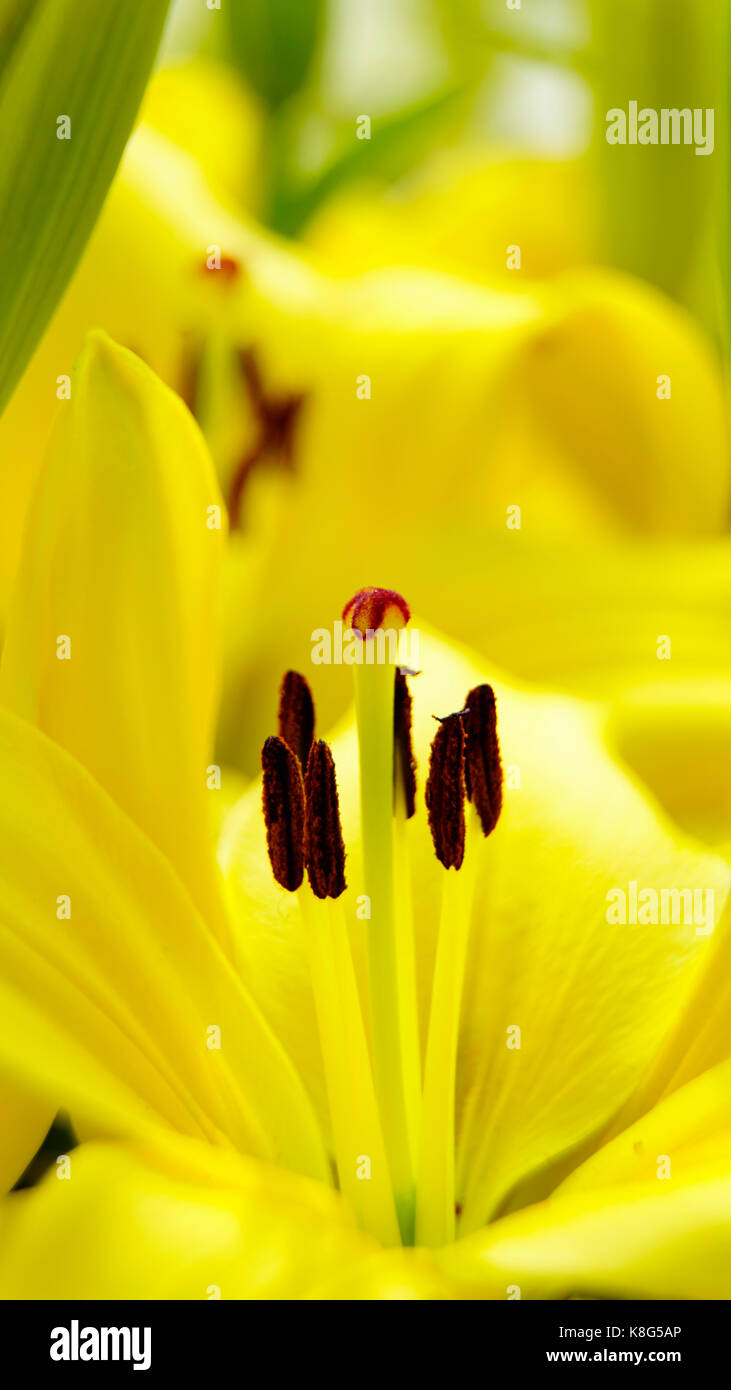 Tulip, jaune avec des détails isolés d'étamines, macro. mode portrait convient parfaitement aux écrans de smartphone. Banque D'Images