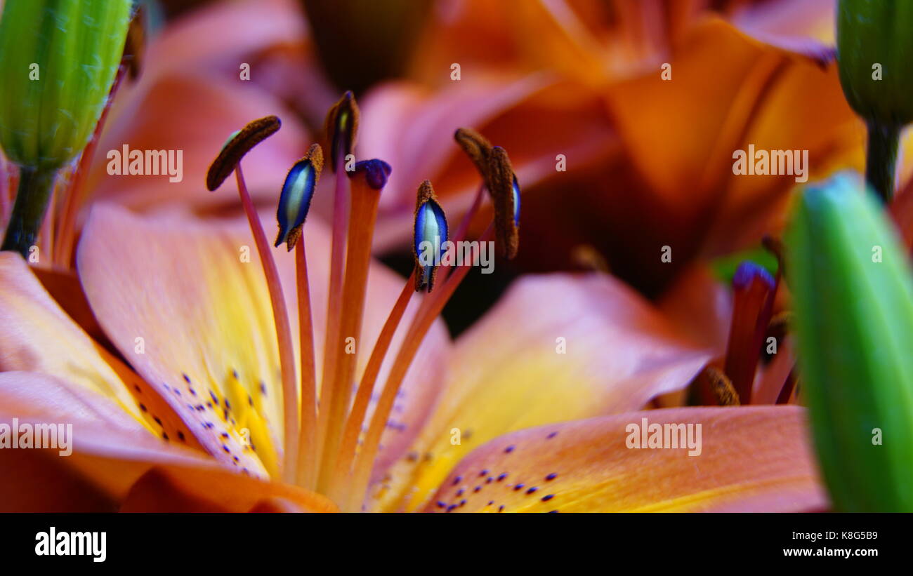 Tulip, rouge et rose avec détails isolés d'étamines bleu et le pollen, macro. mode paysage adaptée aux écrans de tablette Banque D'Images