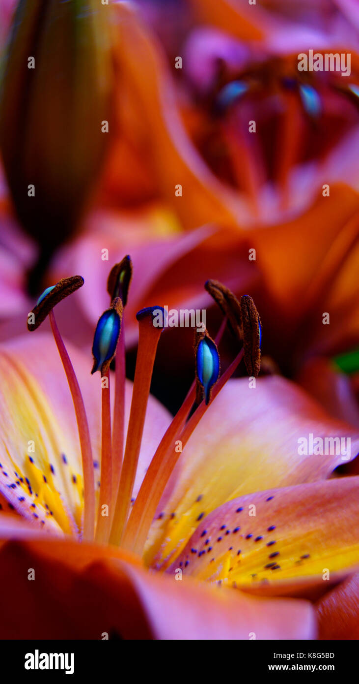 Tulip, rose et jaune avec des détails isolés d'étamines bleu et le pollen, macro. mode portrait convient parfaitement aux écrans de smartphone. Banque D'Images