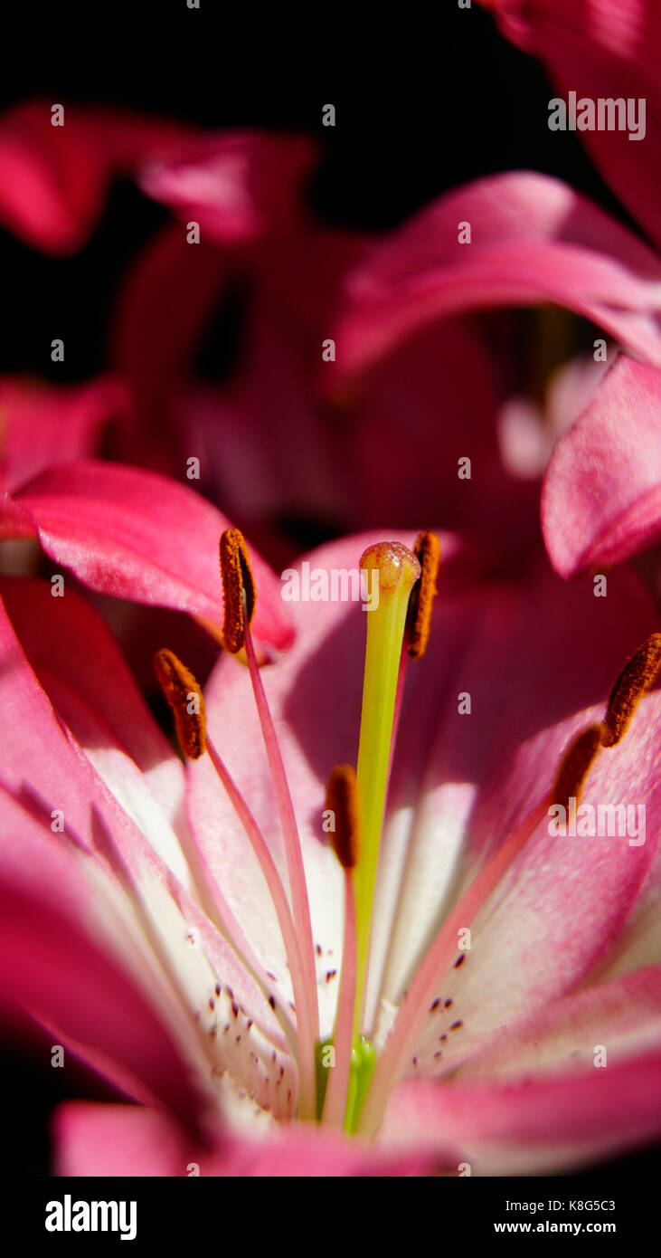 Tulipe, rose avec détails isolés d'étamines et pollen, macro. mode portrait convient parfaitement aux écrans de smartphone. Banque D'Images