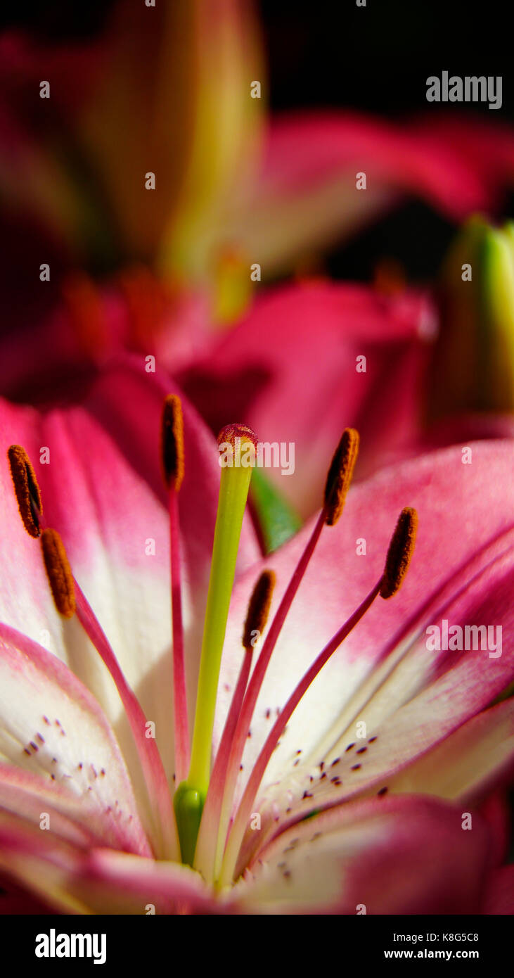 Tulipe, rose avec des étamines et pollen isolé, macro. mode portrait convient parfaitement aux écrans de smartphone. Banque D'Images