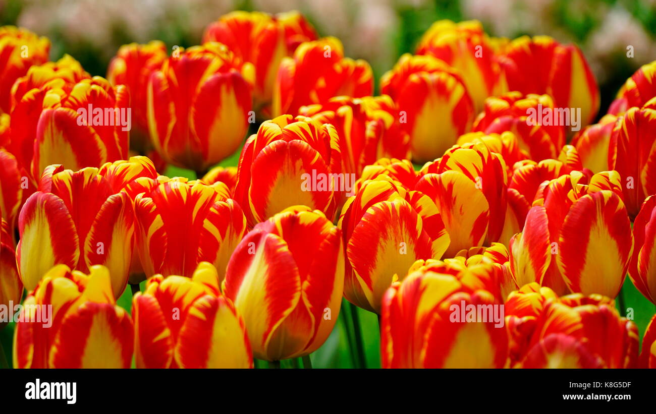 Tulipes rouges et jaunes, isolées / focus sélectif avec arrière-plan flou Banque D'Images