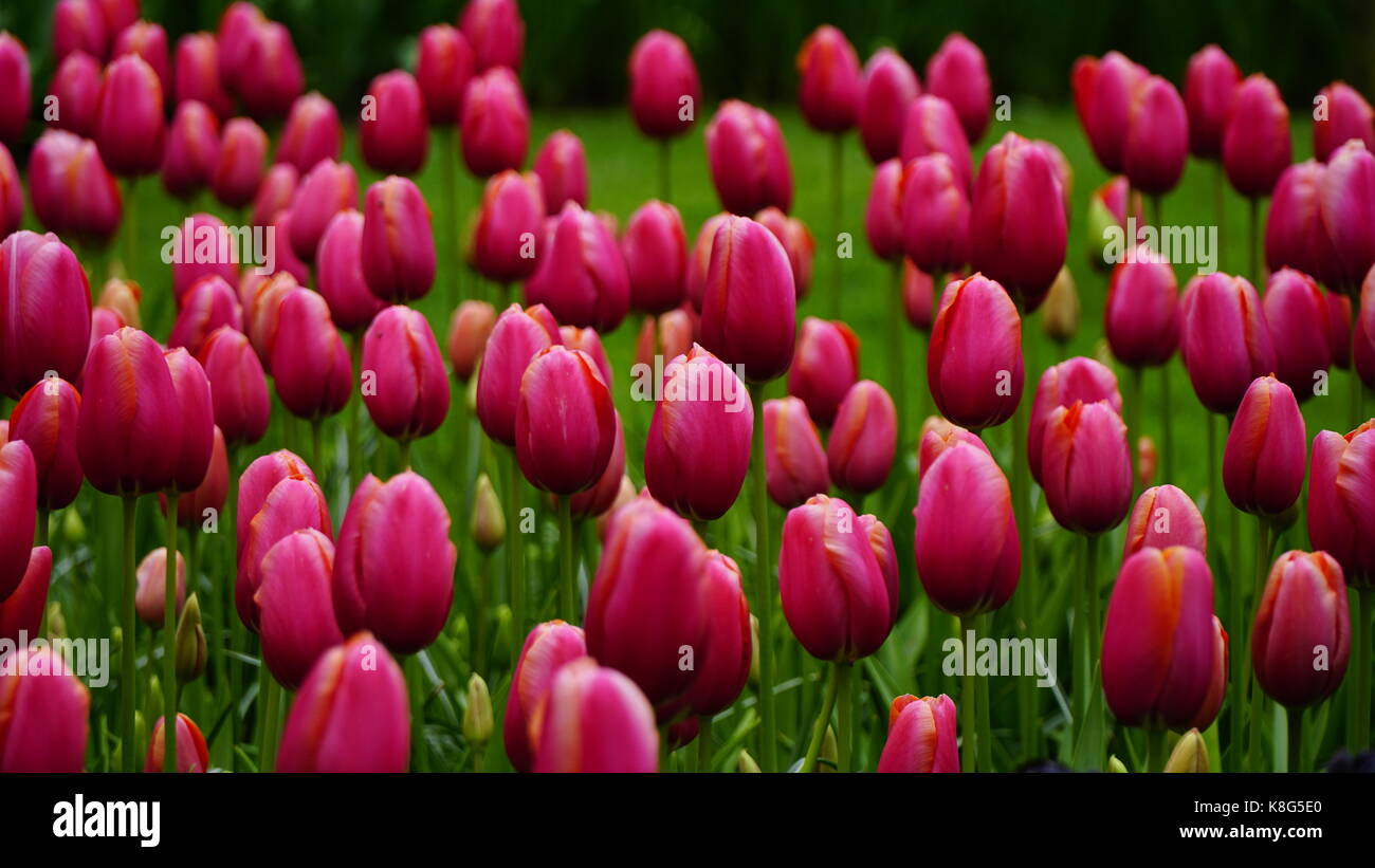 Tulipes rouge foncé dans un champ, selective focus Banque D'Images