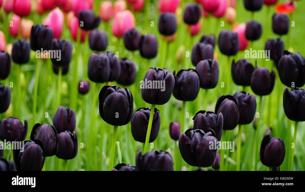Dans un champ de tulipes violettes, selective focus avec la verdure en arrière-plan Banque D'Images
