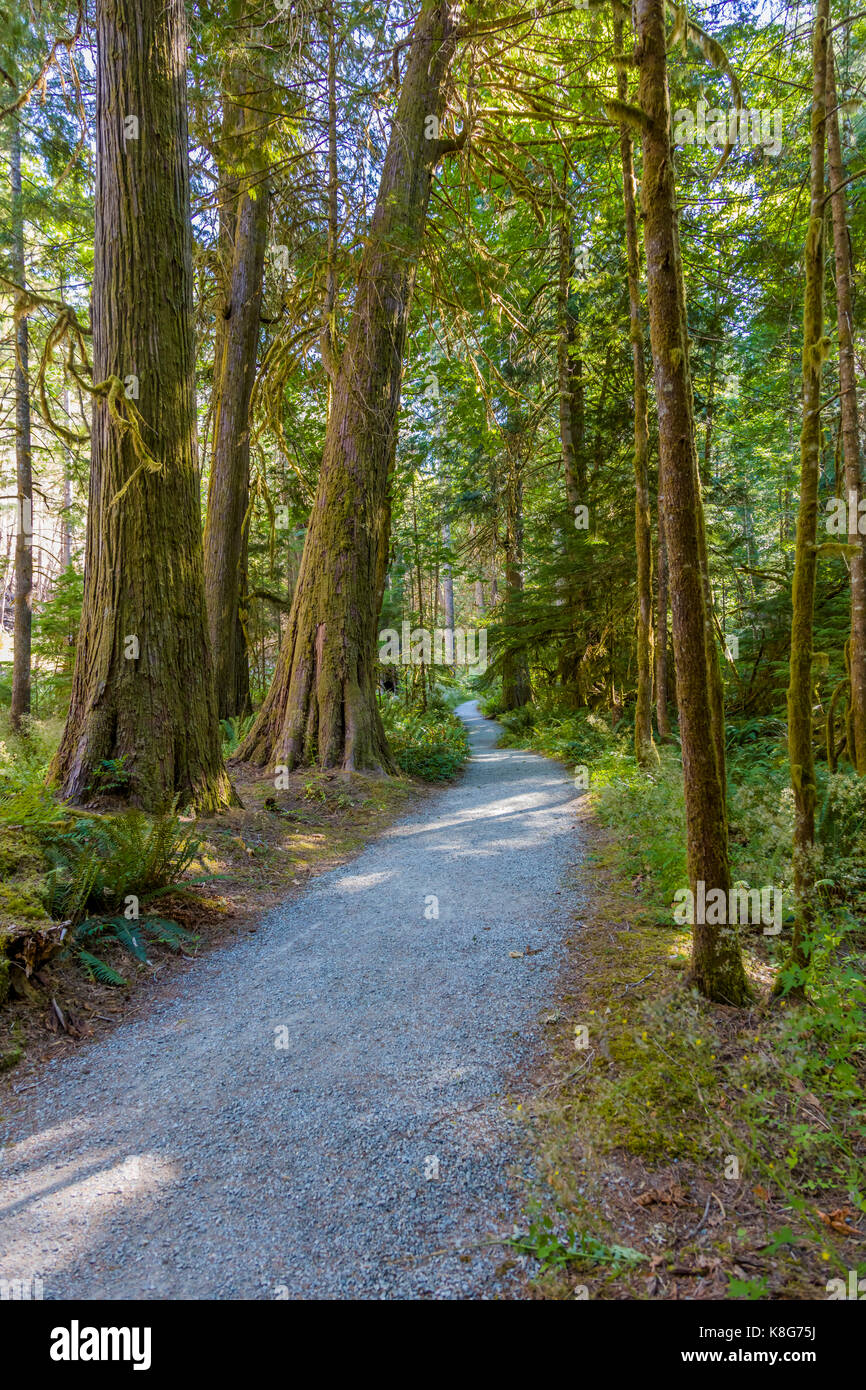 Bien que sentier woods dans la ville historique de newhalem dans North Cascades National Park dans le nord-ouest de l'état de Washington Banque D'Images