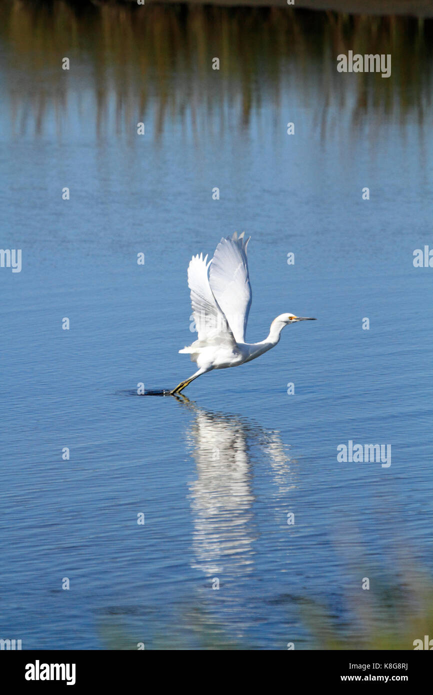 Aigrette neigeuse Egretta thula,, à l'Edwin B. Forsythe National Wildlife Refuge, New Jersey, USA Banque D'Images