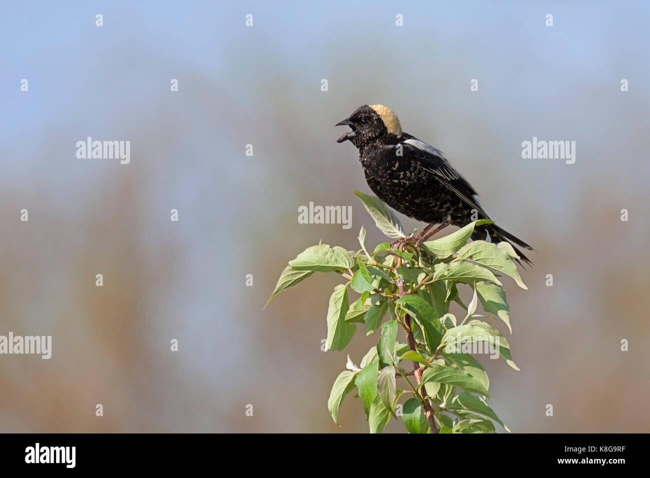 Un goglu chante sa virtuosité bouillonnante, chanson sur un arbre feuillu top. Avec son bec grand ouvert et un superbe patch couleur de paille sur la tête, le bobol Banque D'Images