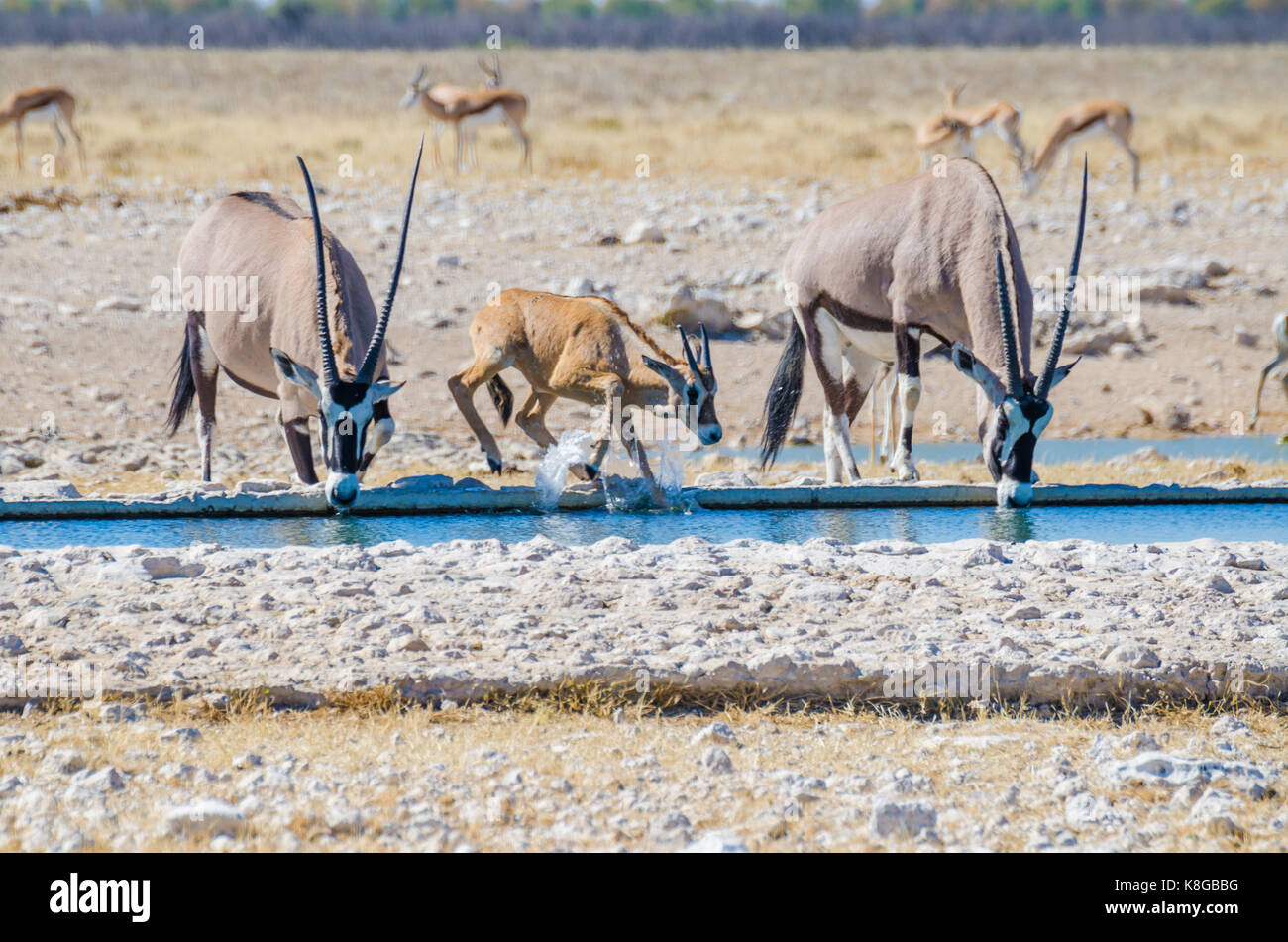 Deux adultes ou oryx oryx et jeune éclaboussures avec de l'eau à trou d'eau, etosha np, la Namibie, l'Afrique. Banque D'Images