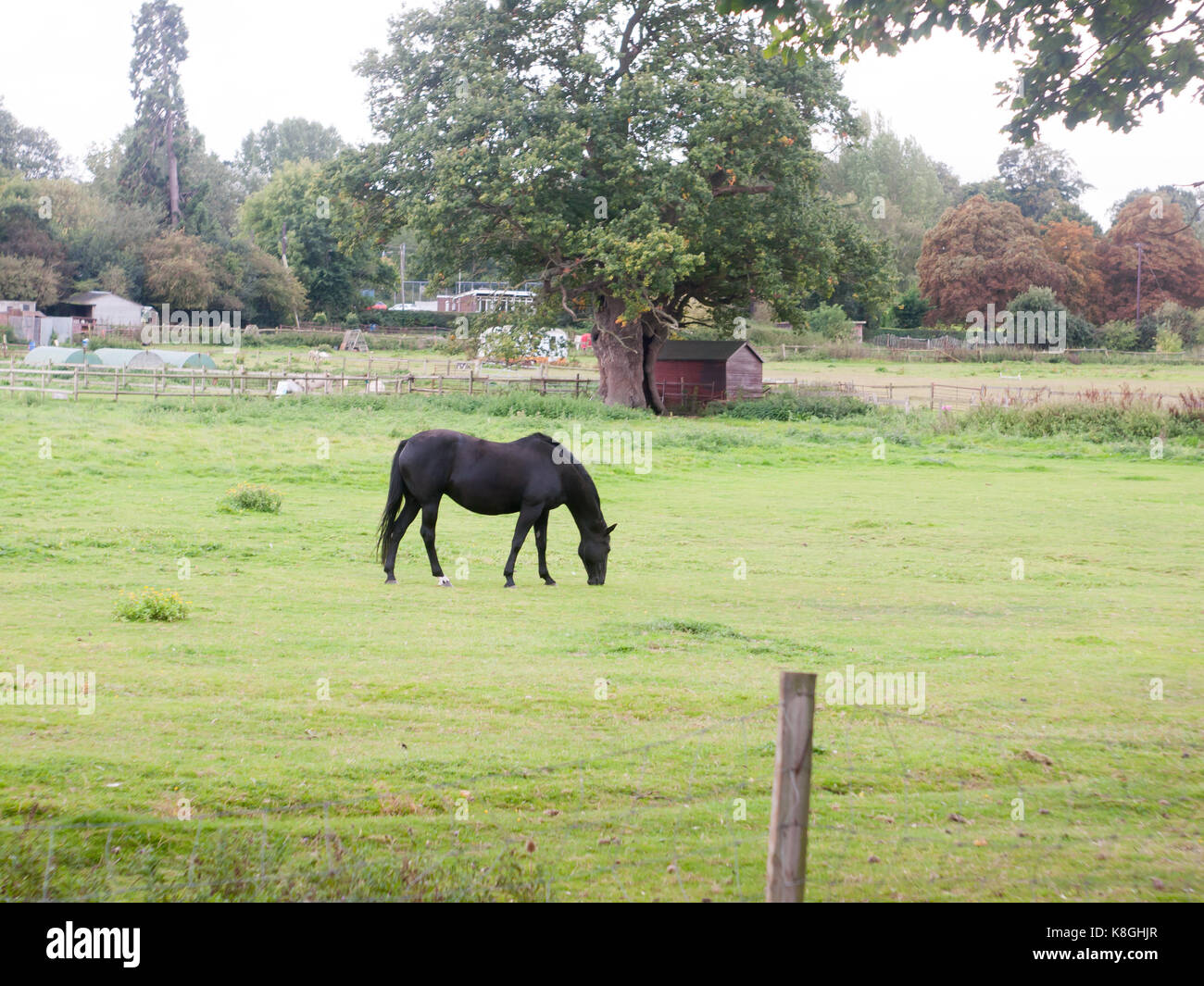 Cheval noir dans le champ extérieur des animaux de pâturage farm uk Banque D'Images