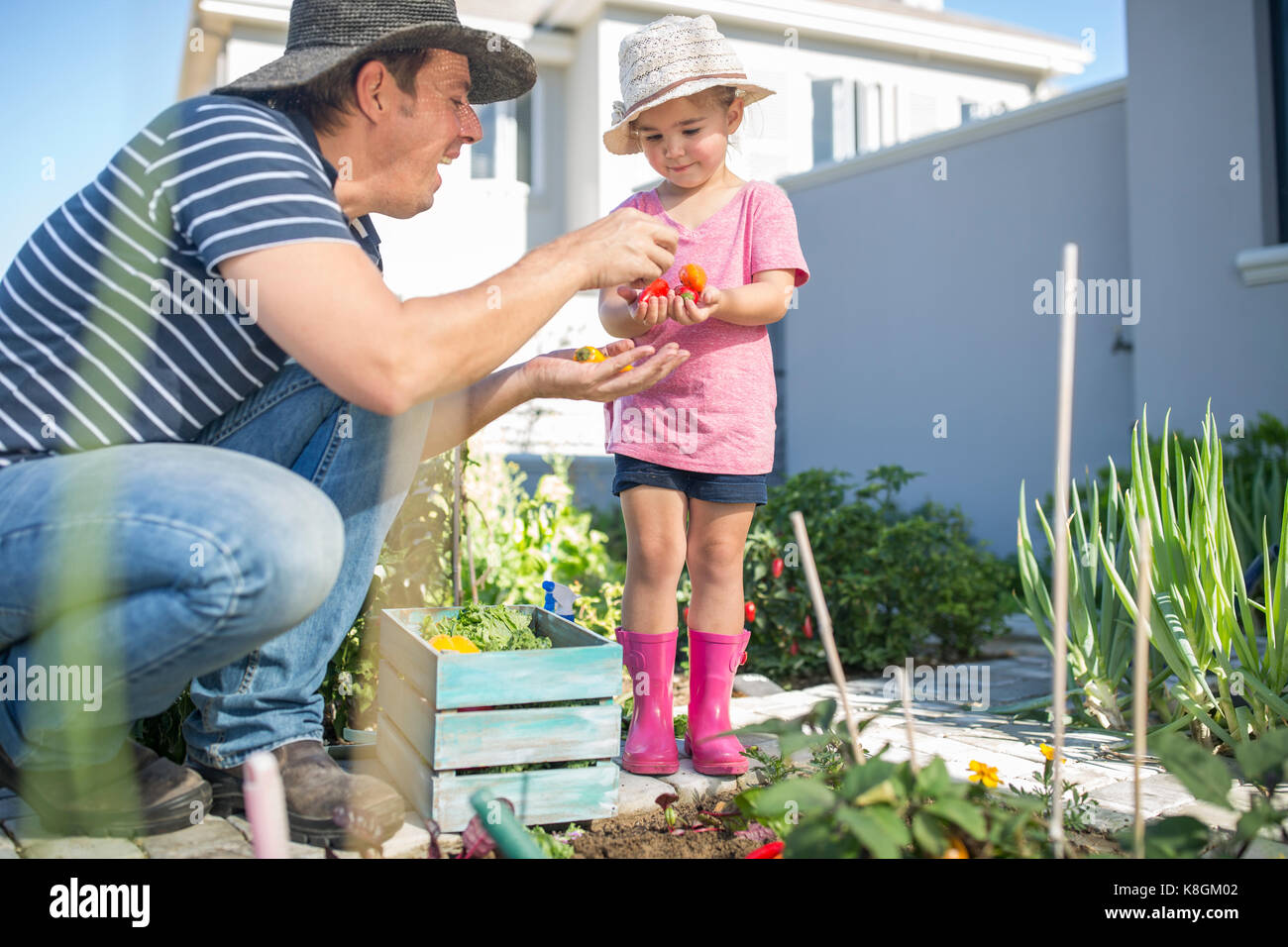 Père et fille dans le jardin ensemble, la cueillette des tomates Banque D'Images
