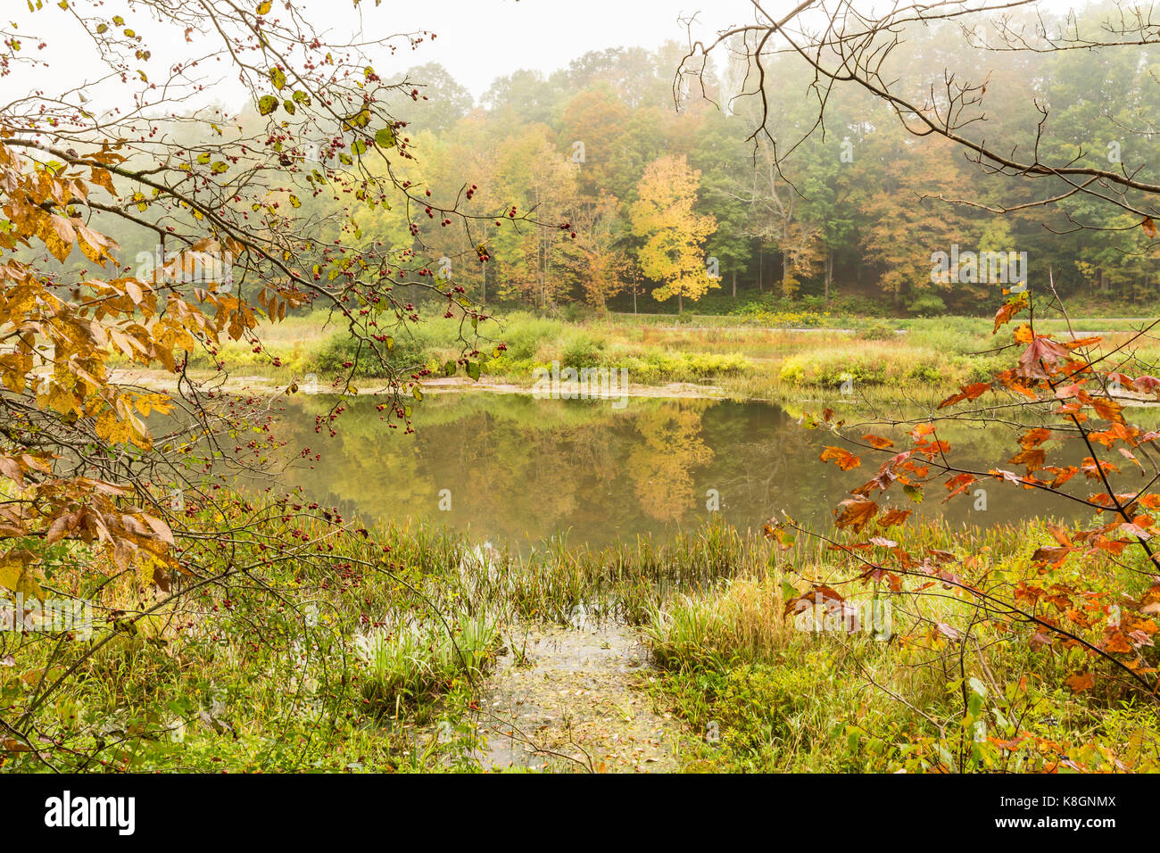 Un matin brumeux le long de la branche est de la branche est de la rivière Delaware à halcottsville, New York. Banque D'Images