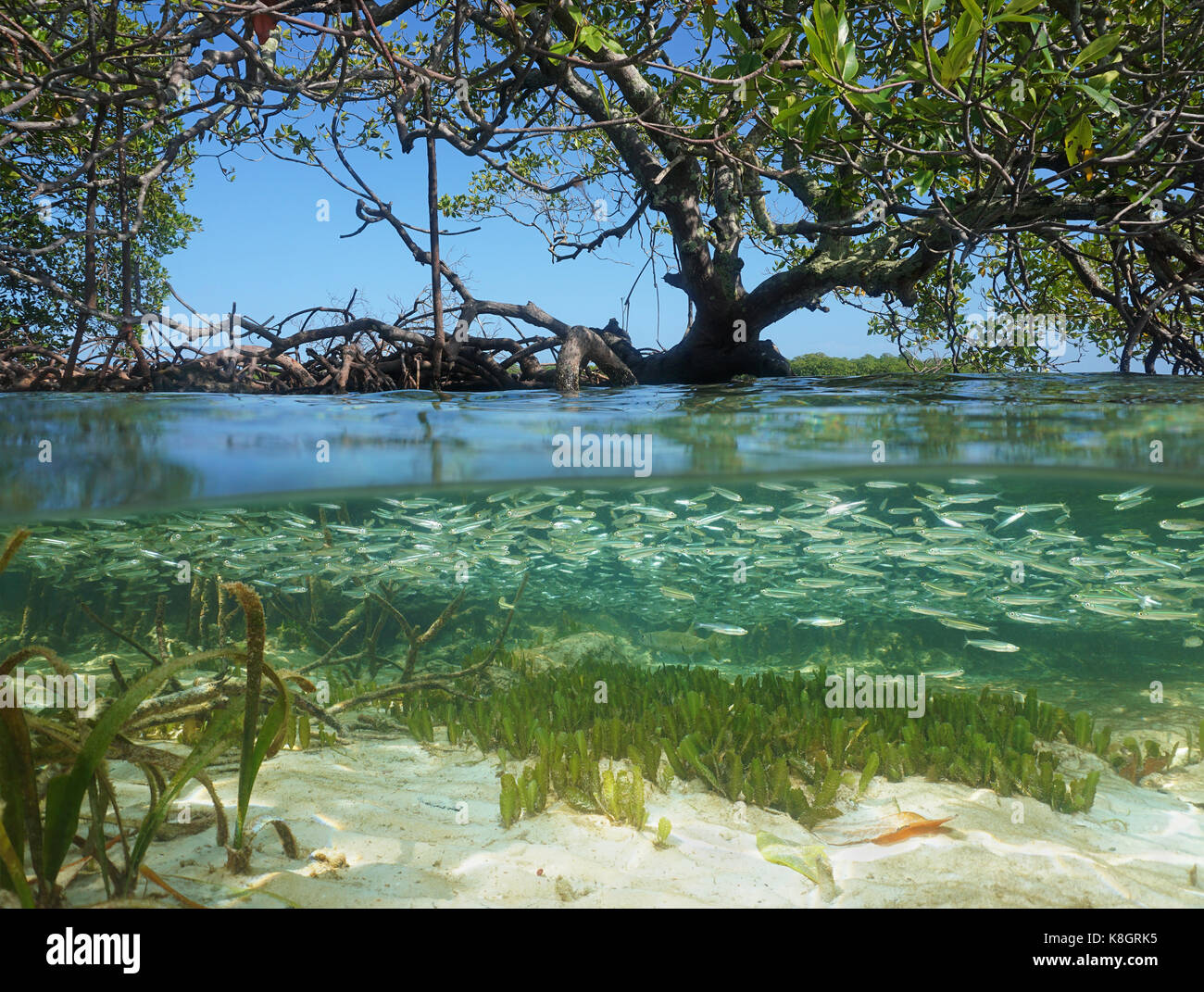 Vue fractionnée dans la mangrove avec un arbre au-dessus de surface de l'eau et banc de poissons juvéniles sous l'eau, mer des Caraïbes Banque D'Images