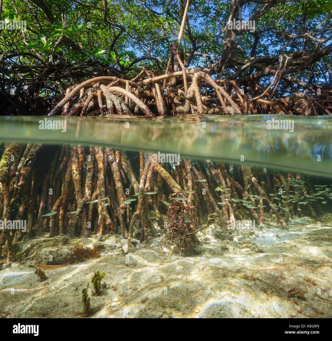 Vue fractionnée de palétuvier sur et sous la surface de l'eau, mer des Caraïbes Banque D'Images
