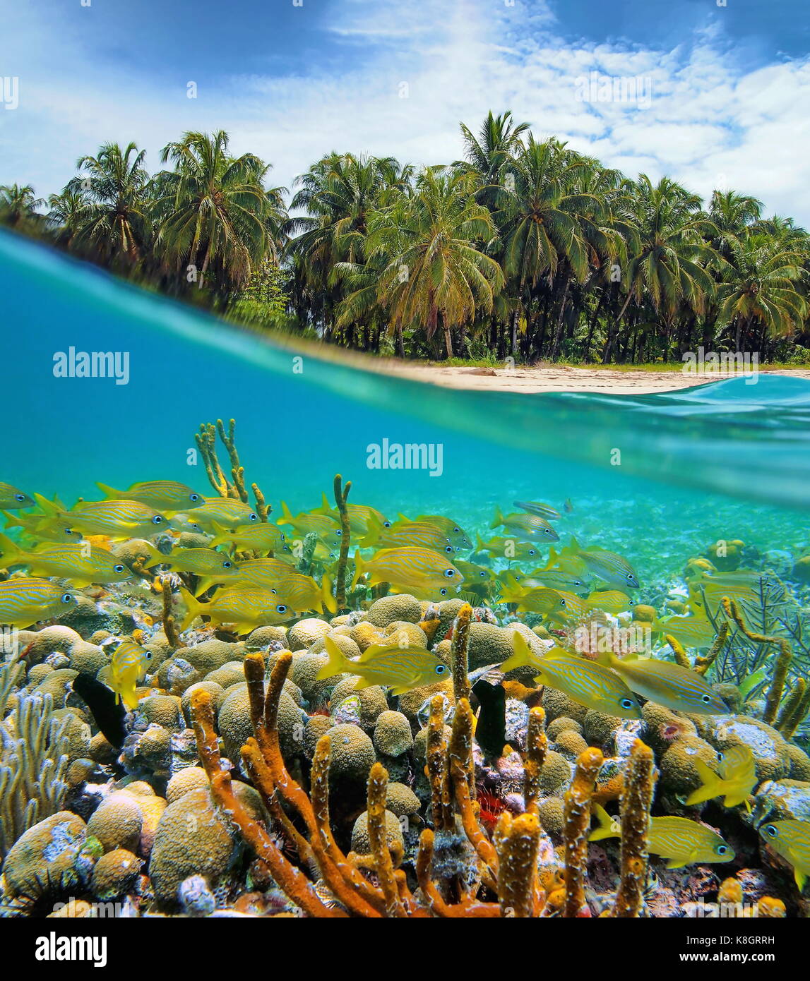 Sur et sous l'eau à proximité d'une mer tropicale de cocotiers et une barrière de corail avec un banc de poissons sous l'eau, mer des caraïbes, le Panama Banque D'Images