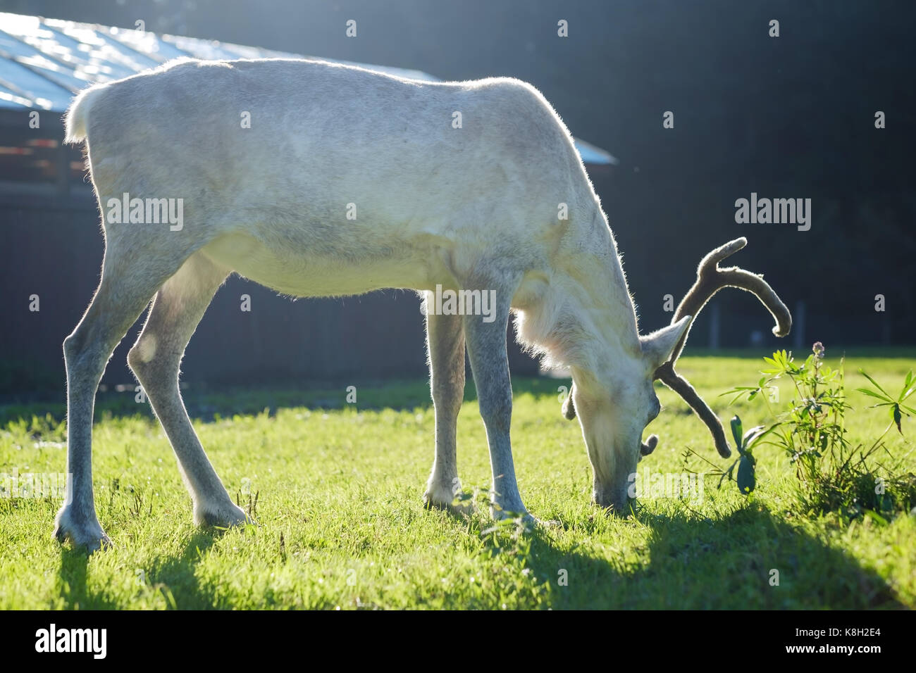 Renne femelle blanche dans eco farm. Banque D'Images