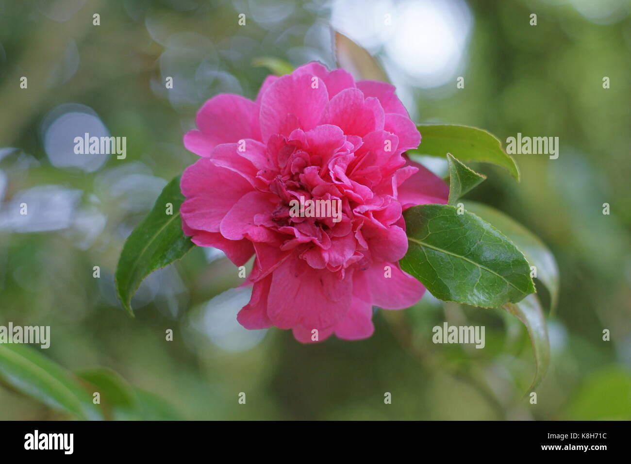 Camellia japonica 'Jovey Howards' Banque D'Images