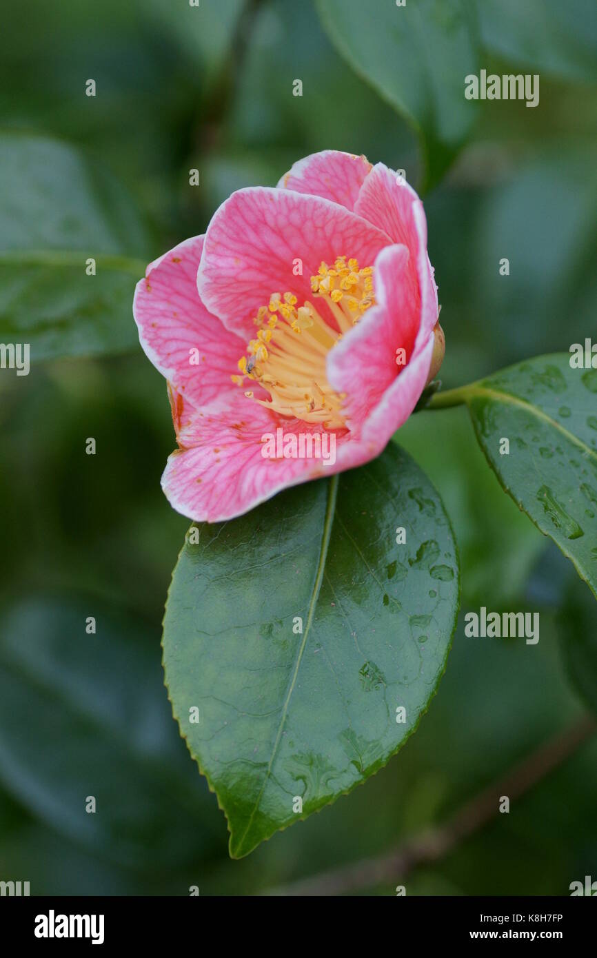 Camellia japonica 'Adelina Patti' Banque D'Images