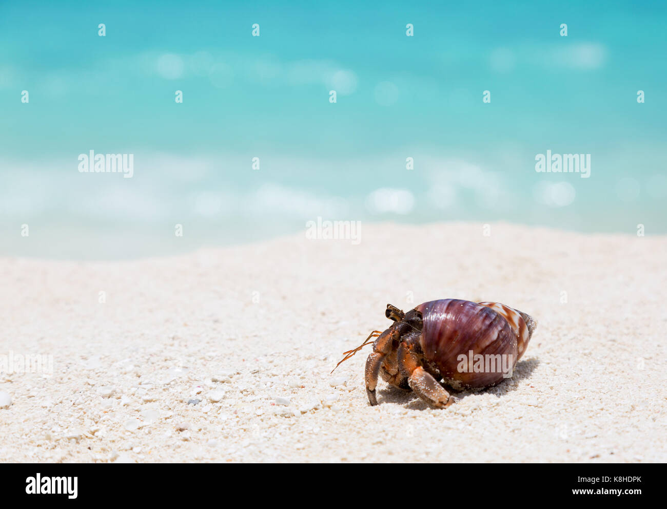 Maldives Beach - un crabe ermit qui fait son chemin le long de la plage, l'atoll Rasdoo, les Maldives, Asie Banque D'Images